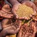 Extreme weather devastates Lesotho’s agricultural GDP