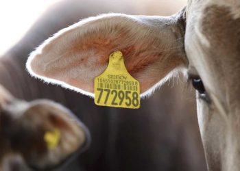 Lesotho Nationals implicated in rising cross-border livestock theft