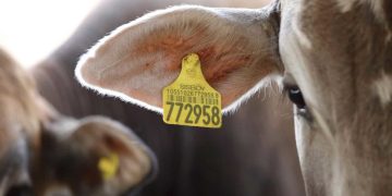 Lesotho Nationals implicated in rising cross-border livestock theft