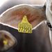 Lesotho Nationals implicated in rising cross-border livestock theft